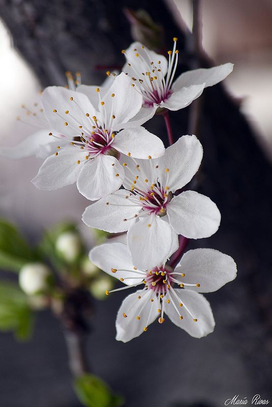 Cherry Blossom