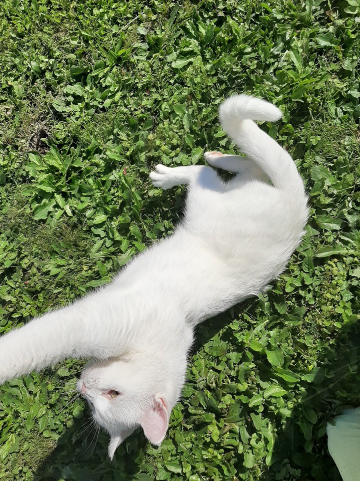 whitecat