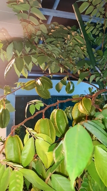 starfruit tree