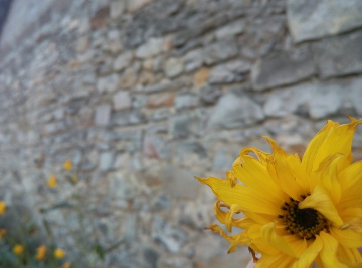 Je m' appelle flower.