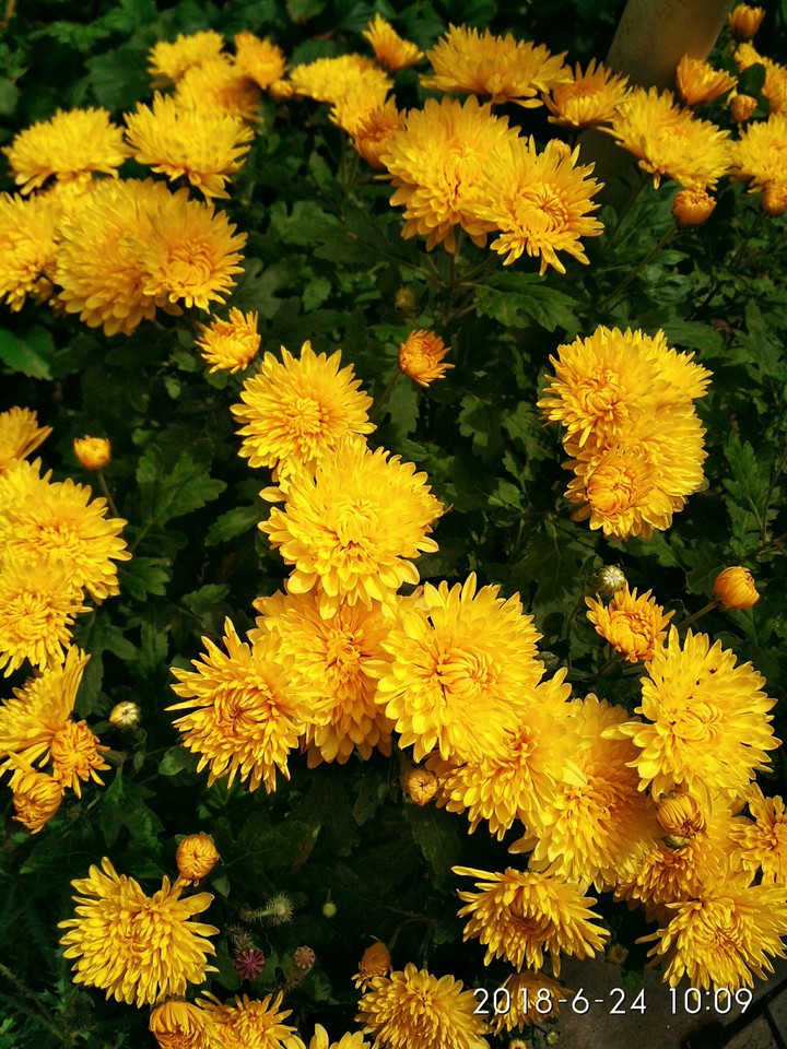 Sunny flowers