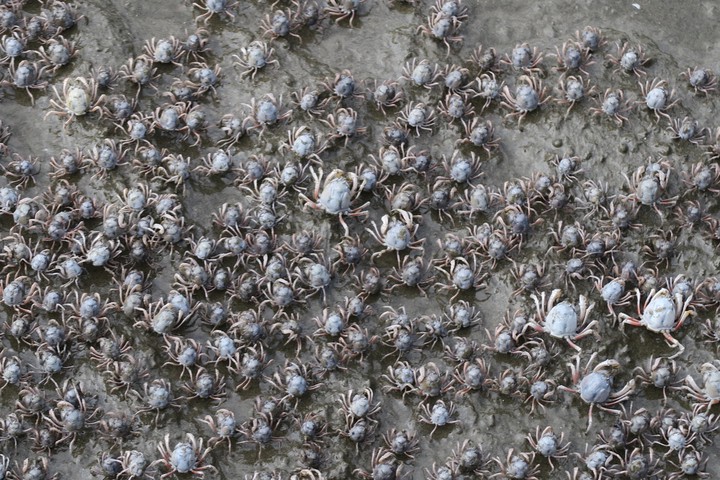 Fiddler Crabs