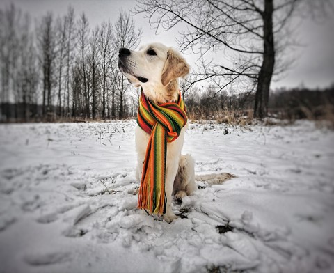 goldenretriever