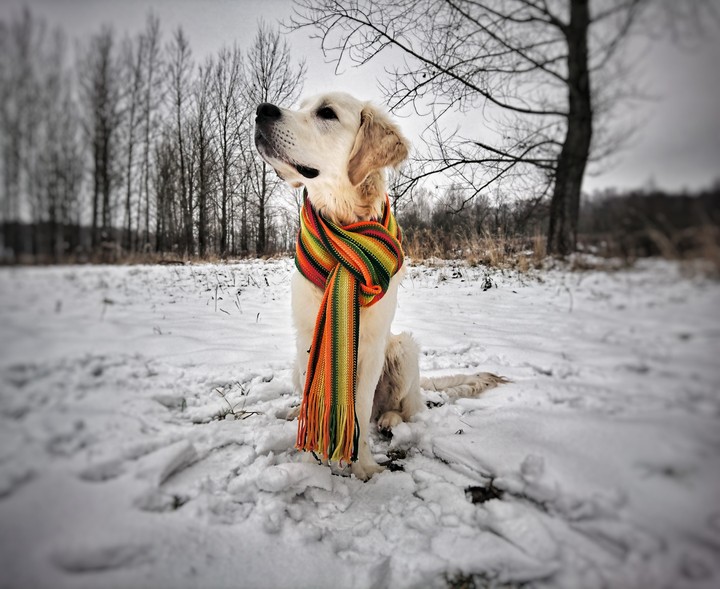 goldenretriever