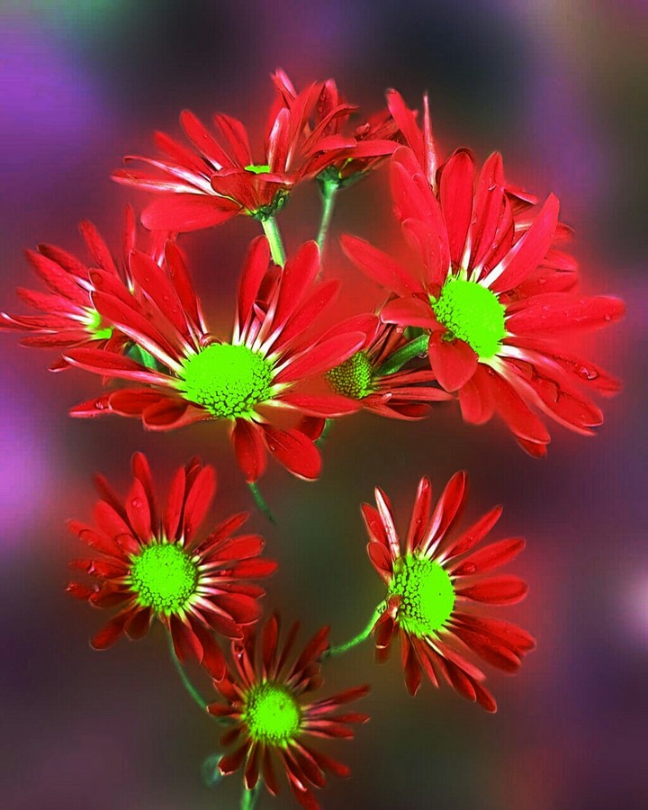 SUMMER REDNESS