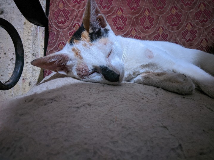 sleeping cat
