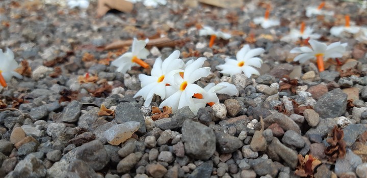 #flower