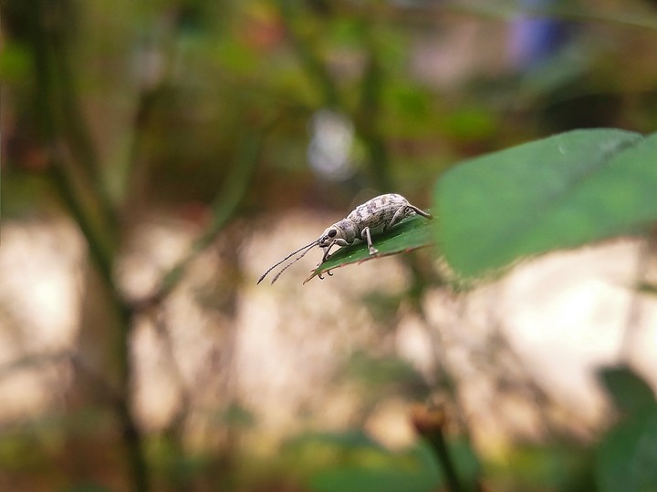 a small friend