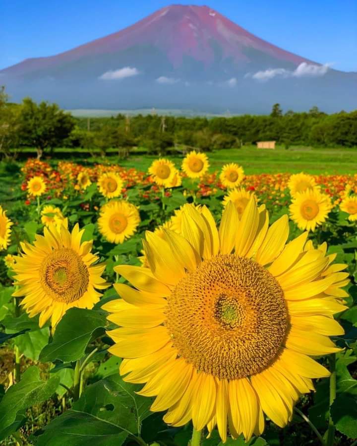 sunflower