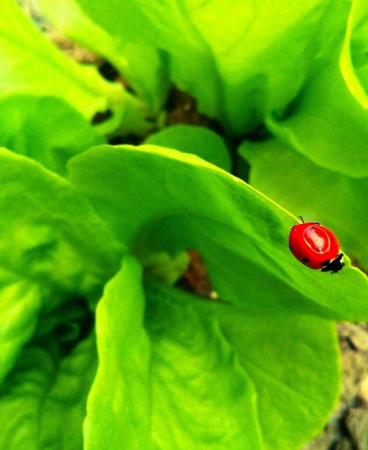 lady bug on a leaf