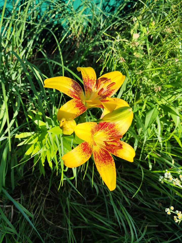 Lily