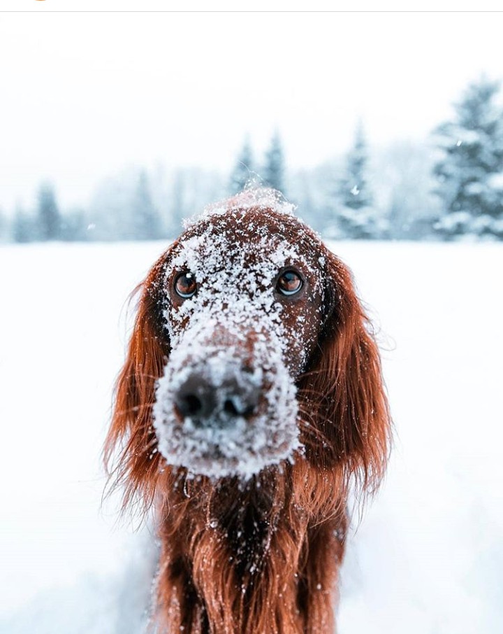 cute dog