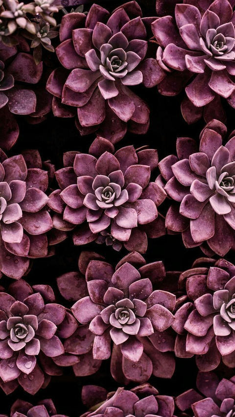 Purple succulents
