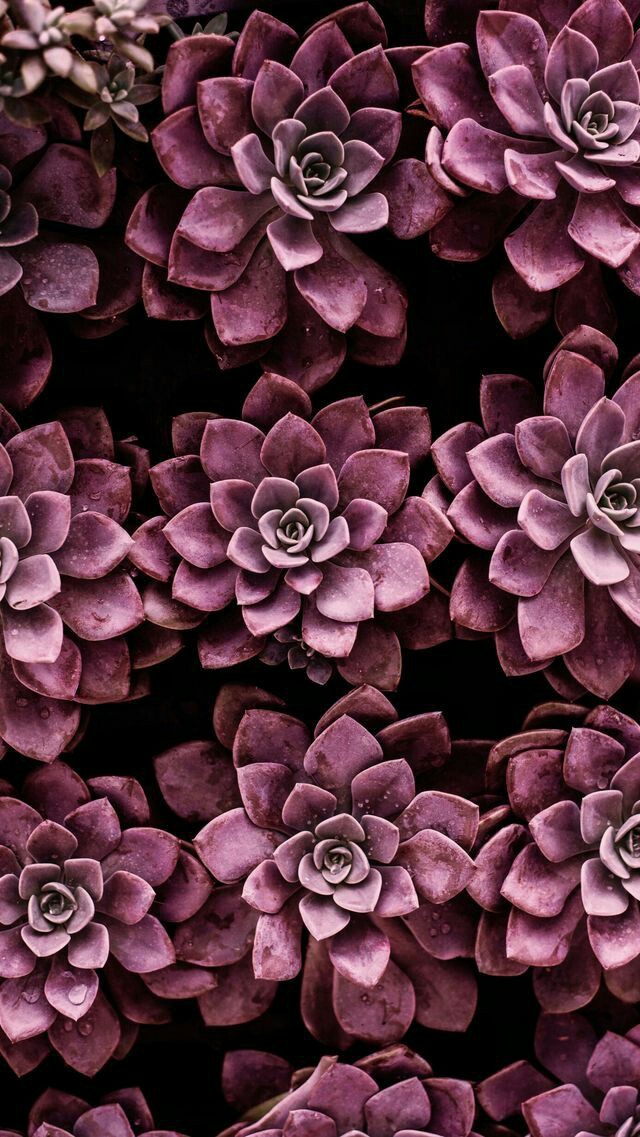 Purple succulents