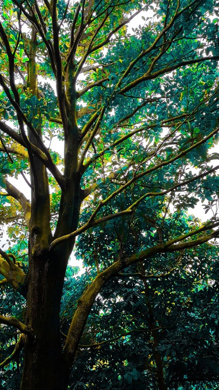 Magical Tree