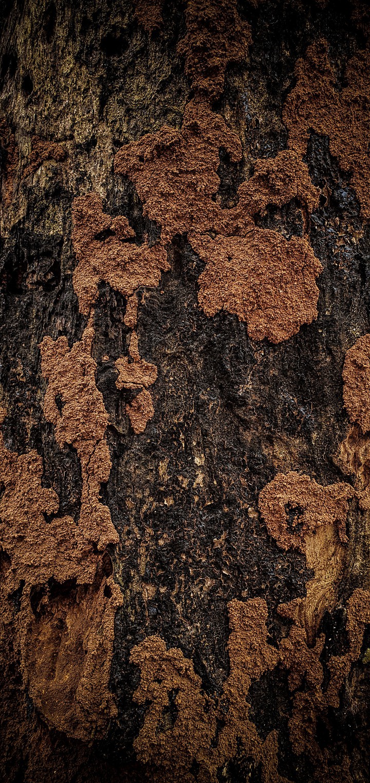 natural design