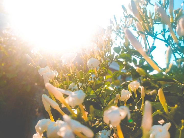 sunshine