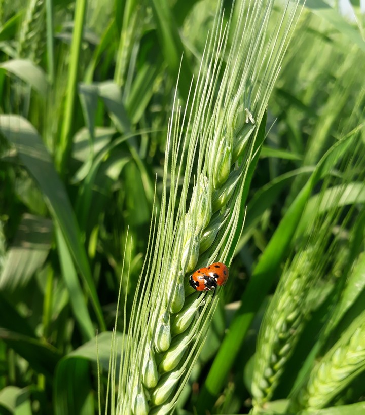 ladybird roamnce