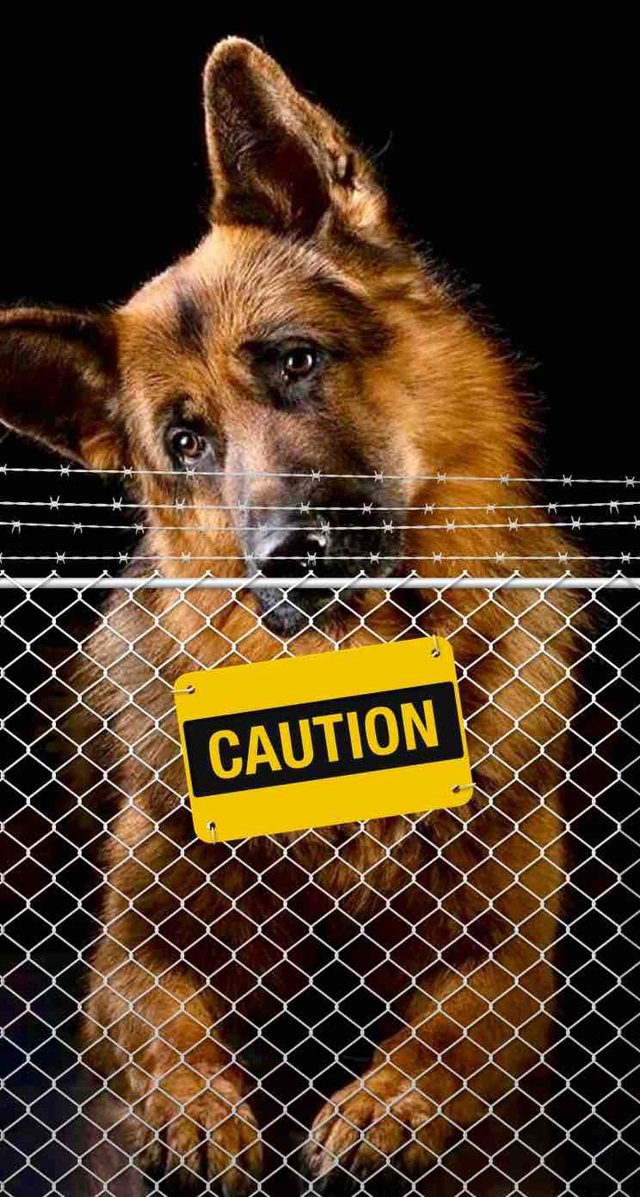 Caution Dog!