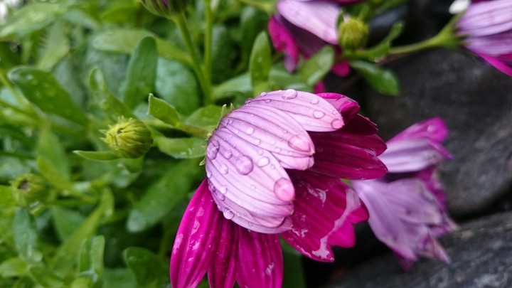 Flower After Rain
