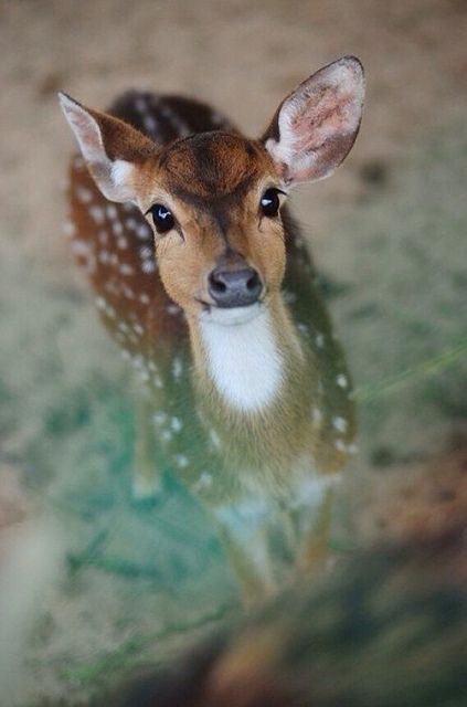 Deer