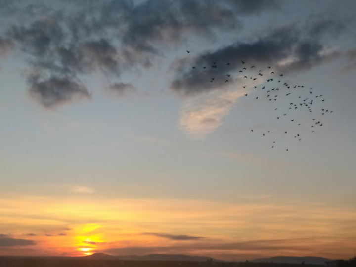 sunset and birds