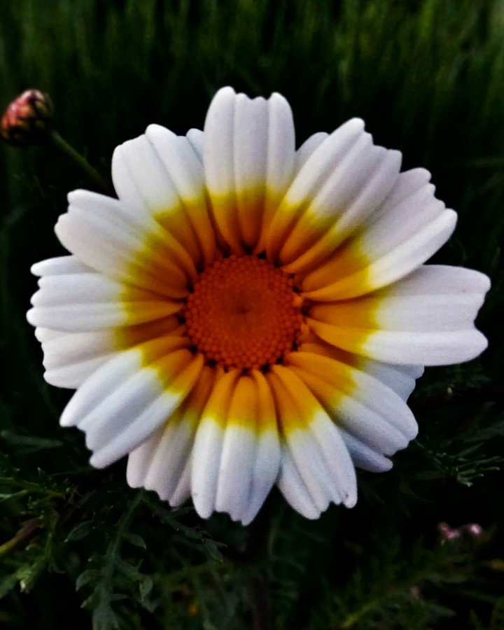 white flower
