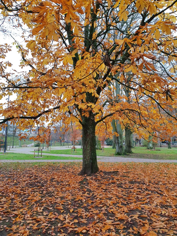Autumn ?