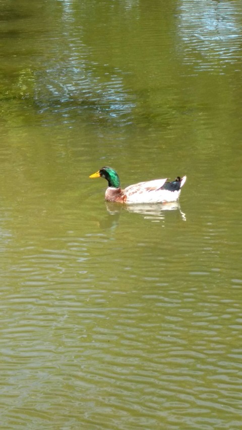 Patito!