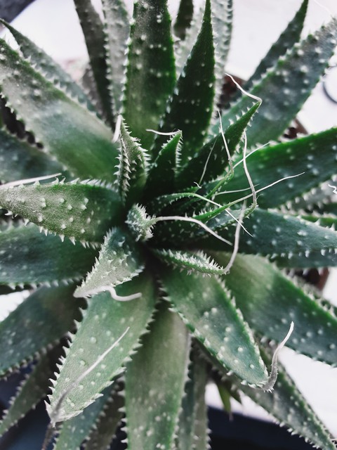 succulent