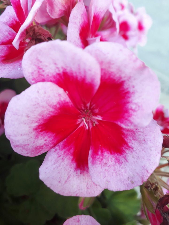 shades of pink