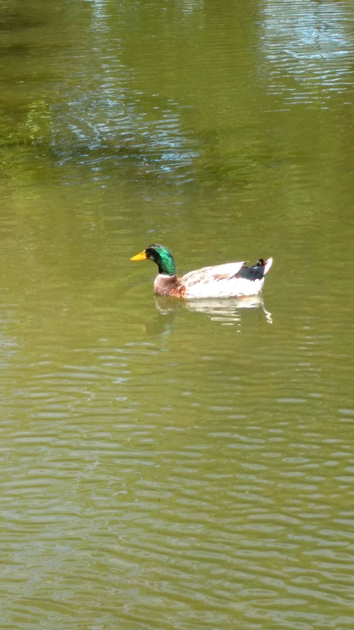Patito!