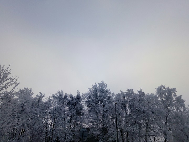Trees