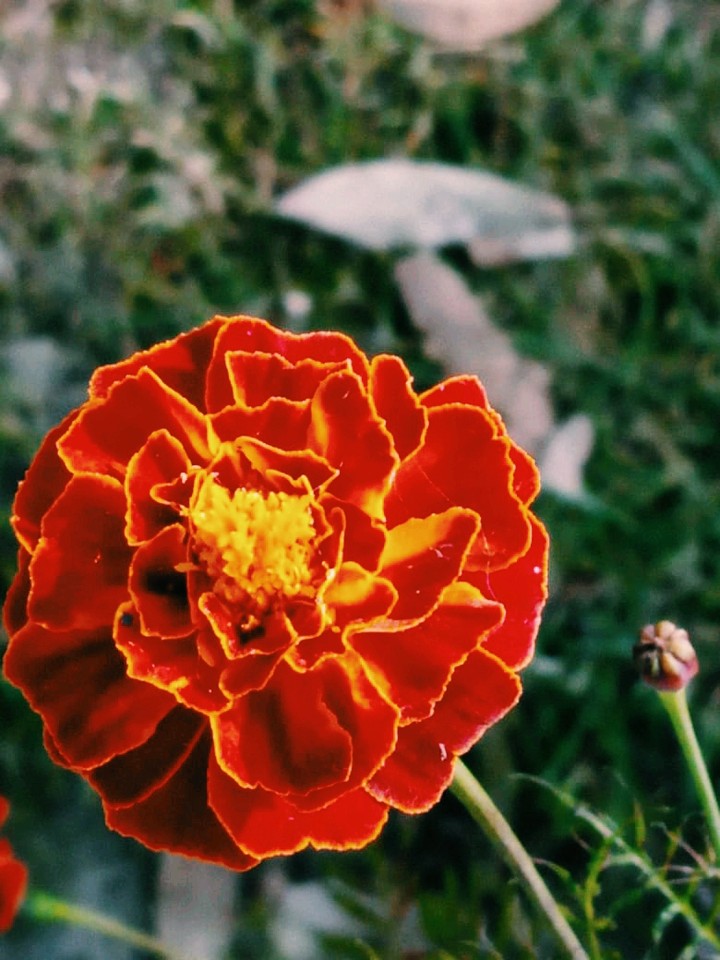 Marigold