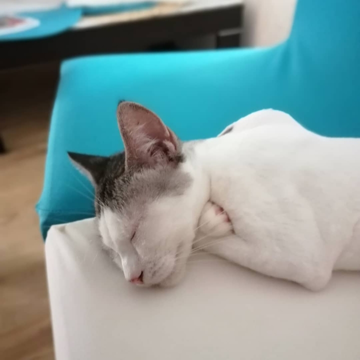 my cat died say goodbye ?