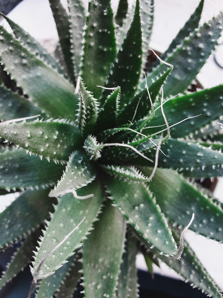 succulent