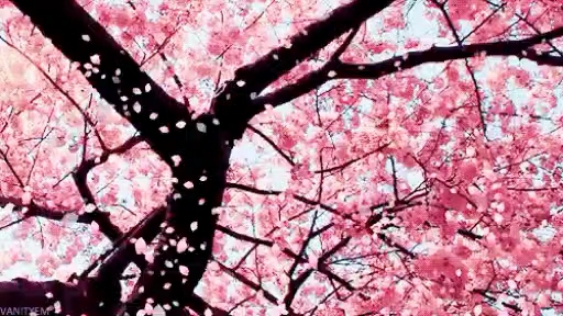 Sakura