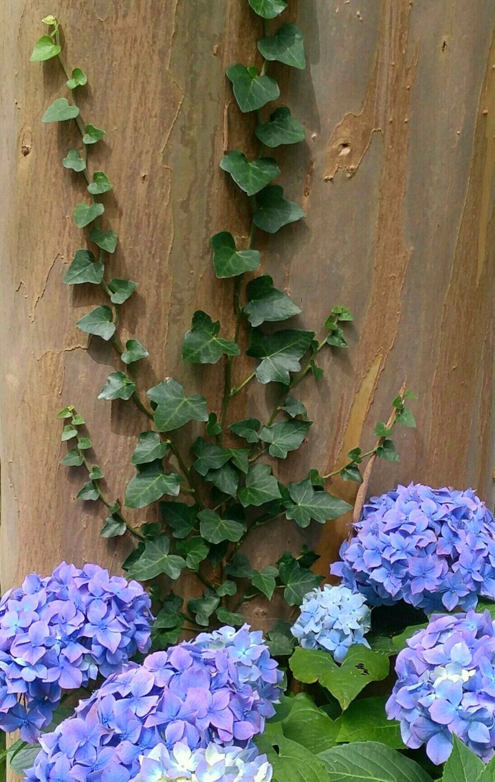 ivy