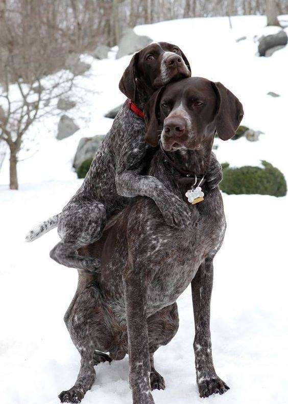 Brotherhood