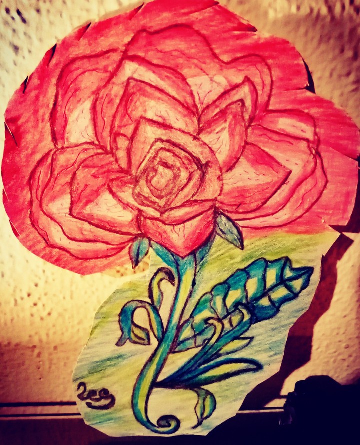 rosa