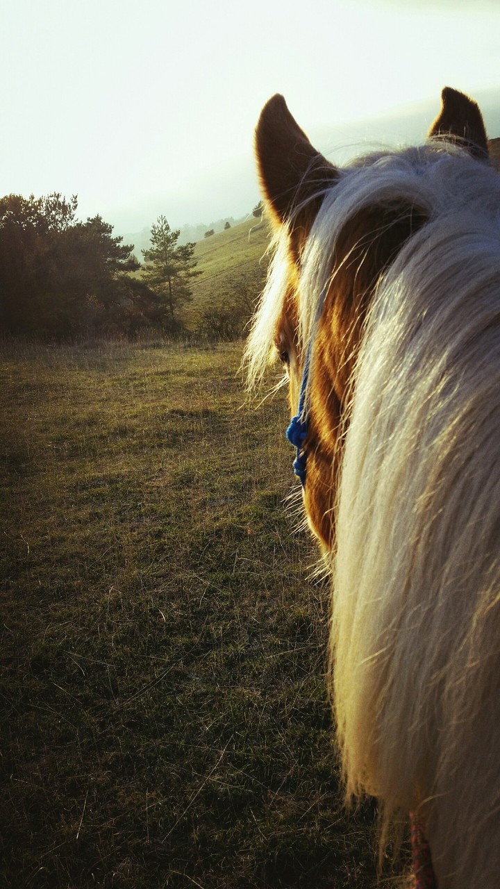 ride