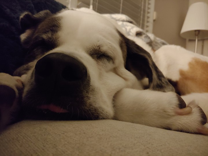 dognap2