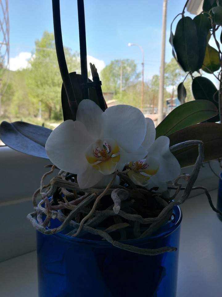 orchidea