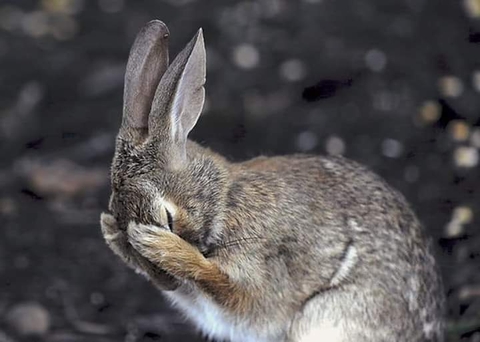 Fawn, whiskers háttérképek