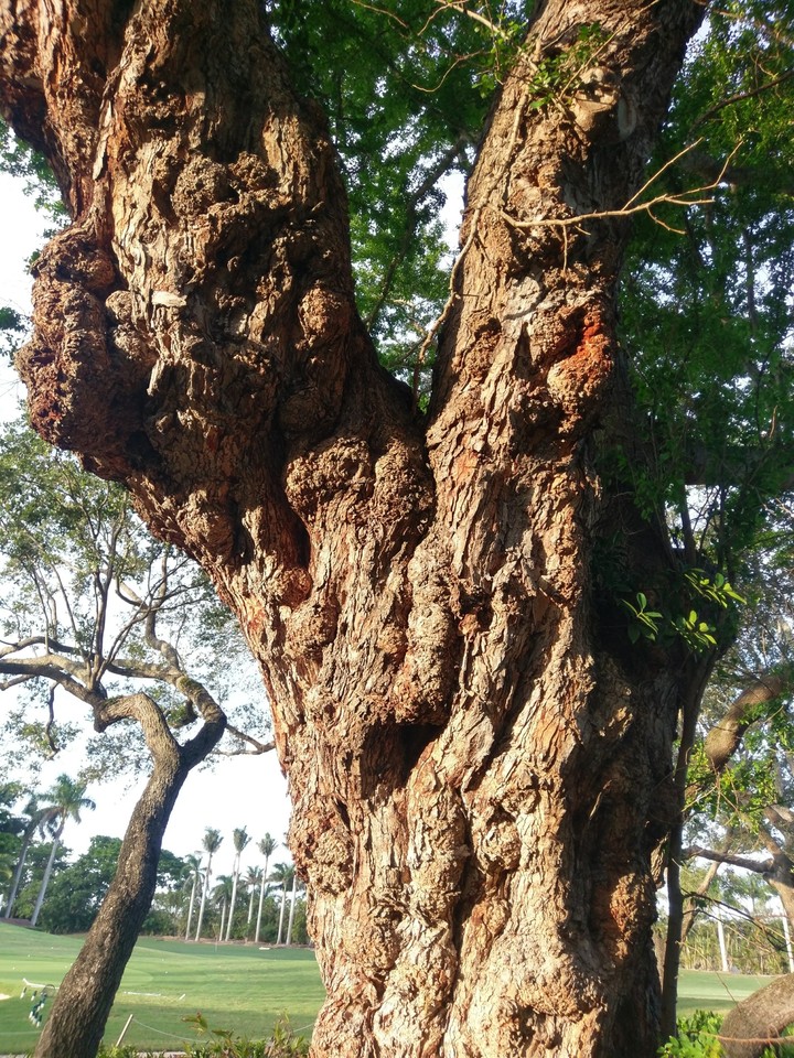 gnarly tree Florida