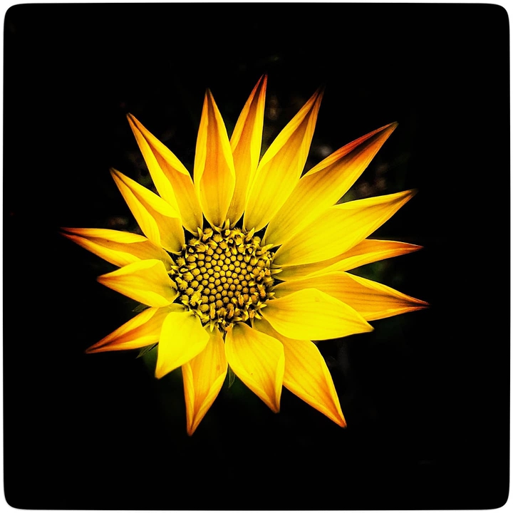 Daffodil