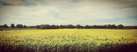 girasoli