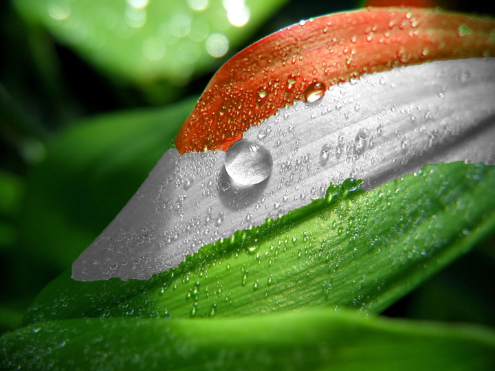 Indian ⛳ flag
