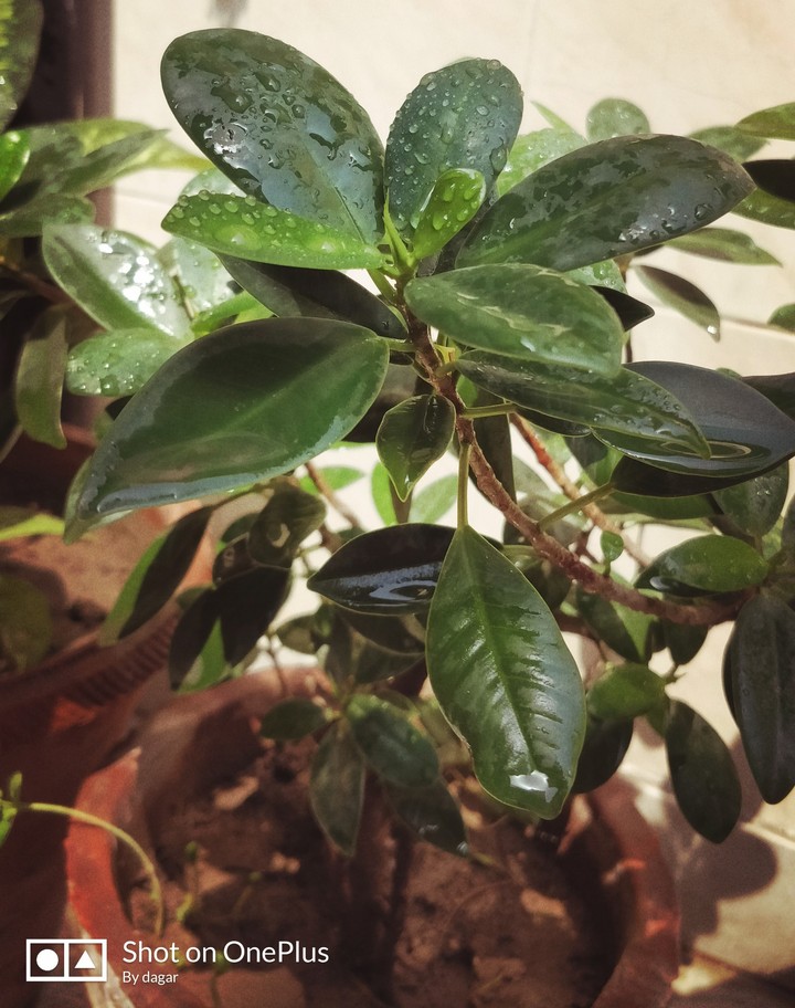 green leaf
