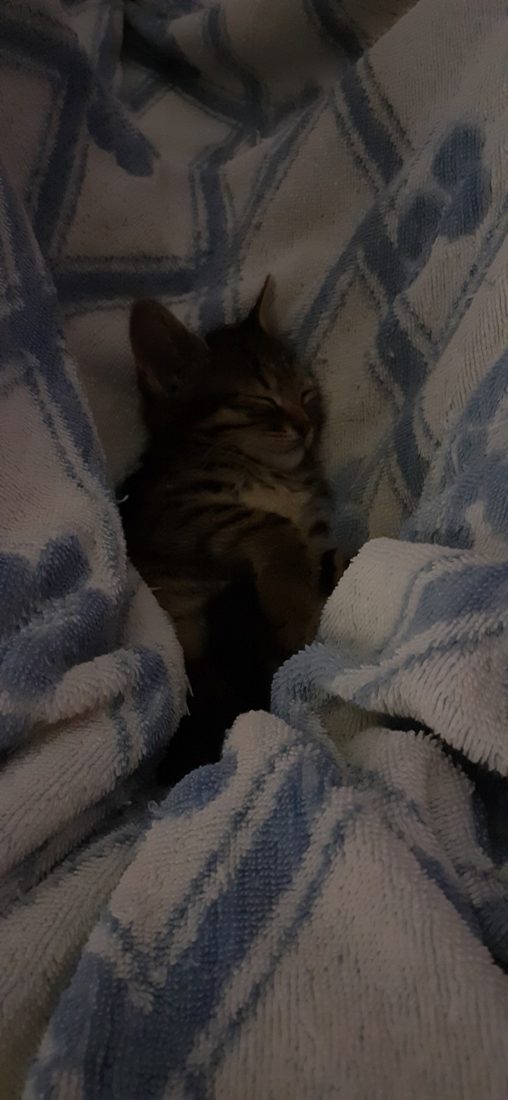 cat